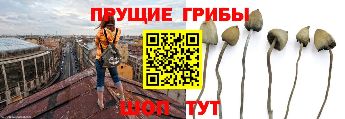 Псилоцибиновые грибы Psilocybe Родники